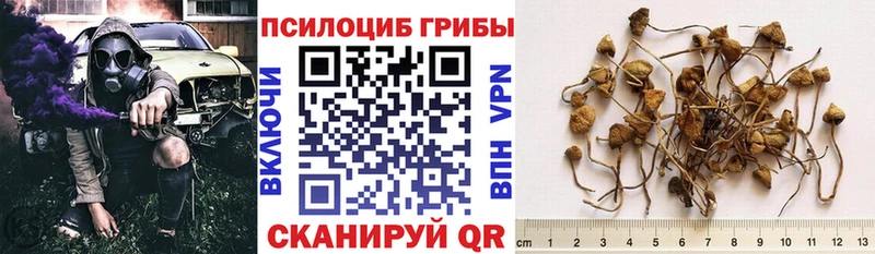 магазин  наркотиков  Котлас  Псилоцибиновые грибы GOLDEN TEACHER 